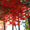 紅葉2008 光明寺