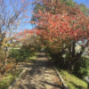 紅葉が始まった八条ヶ池