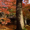 蓮華寺の紅葉