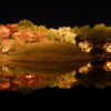 梅小路公園の紅葉ライトアップ