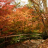 北野天満宮のもみじ苑