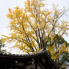 京都でイチョウ巡り2017