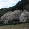 奥山田のしだれ桜