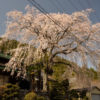 奥矢作のしだれ桜