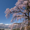 駒ヶ根の桜2019