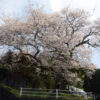 恵那のしだれ桜