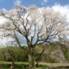 阿智の桜