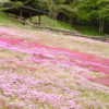 國田家の芝桜