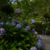 実谷山極楽寺のあじさい