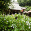 三光寺のあじさい