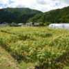平谷村のひまわり畑