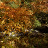 保殿の七滝の紅葉