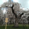 京都の桜巡り2020