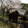 日当駅の桜