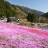 國田家の芝桜