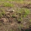 庭の種は発芽せず