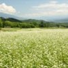 下條村のそば畑