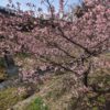 河津桜を見に行く