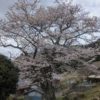 奥三河の桜(2)