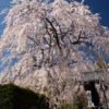 光前寺の桜