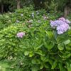 藤森神社の見頃過ぎの紫陽花苑
