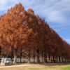 紅葉したメタセコイヤ並木