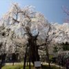 瑞龍寺の桜