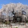 本満寺・上賀茂の桜