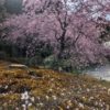 駒ヶ根の枝垂桜と水仙
