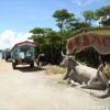 西表島の由布島水牛車